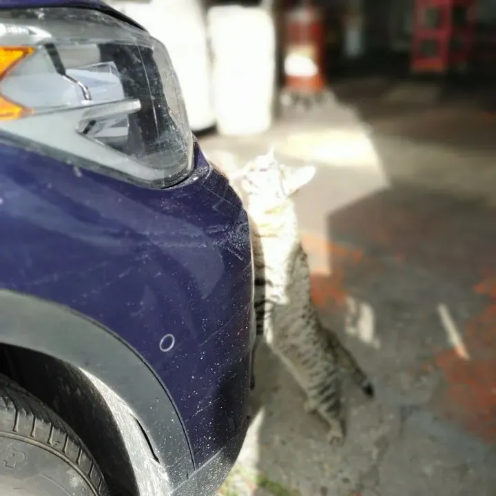 https://cdn.trust-mechanics.com/photos/IGpXoXb1WM9pm5wCA3H5/1db114fe-cd2b-4f50-a967-d51d893ed42d_720x720