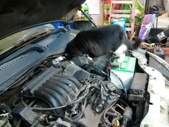 https://cdn.trust-mechanics.com/photos/ThgGjc0x0BtJVZa2ff2W/6e8f276e-fd69-4b25-8c52-c6d927d636e7_720x720