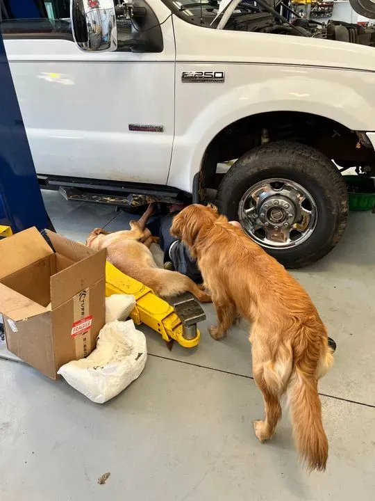 https://cdn.trust-mechanics.com/photos/q91zPlB6Wwsrqk9RL06n/524168fa-5a6d-45c8-80db-96a5ab841061_720x720